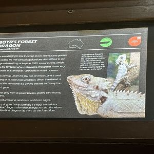 Boyd’s Forest dragon signage
