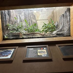 Red bellied black snake exhibit