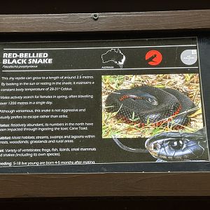 Red bellied black snake signage