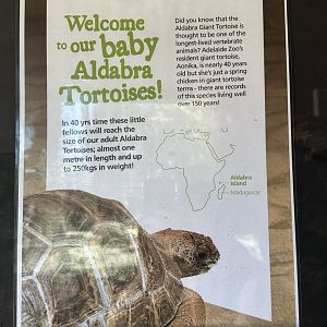 Aldabra tortoise ‘babies’