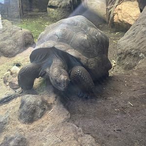 Aldabra tortoise ‘baby’