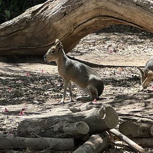 Mara or Patagonian cavy