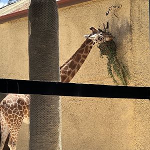 Giraffe feeding