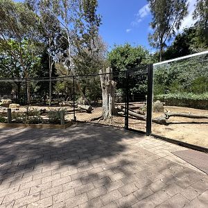 Dingo exhibit (giraffes side)