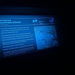 Spinifex hopping mouse signage