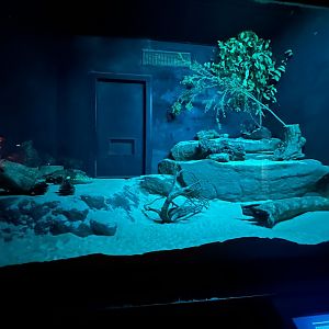 Spinifex hopping mouse exhibit