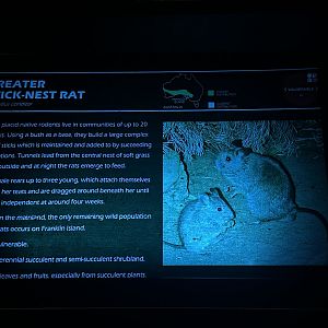 Greater stick nest rat signage