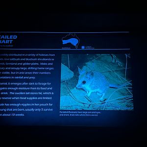 Fat tailed dunnart signage