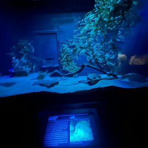 Fat tailed dunnart exhibit