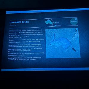 Greater bilby signage