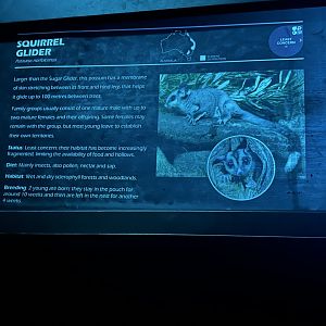 Squirrel glider signage