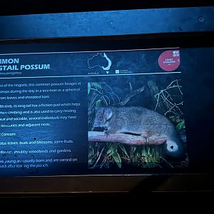 Common ringtail possum signage