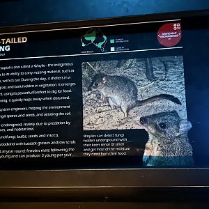 Brush tailed bettong signage