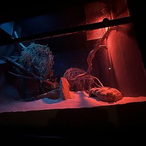 Olive python exhibit