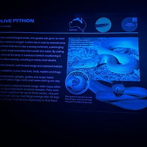 Olive python signage