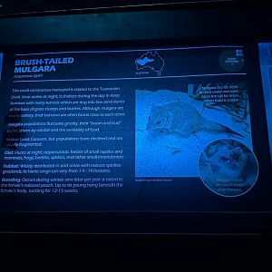 Brush tailed mulgara signage