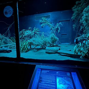 Brush tailed Mulgara exhibit
