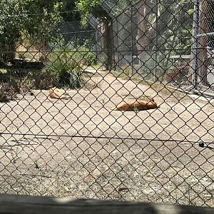 Dingoes in the old lion exhibit