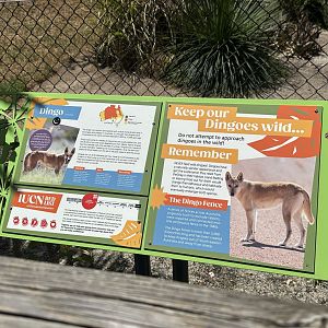 Dingo signage