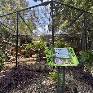 Common Coati exhibit