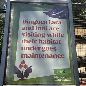 Dingoes using the old lion exhibit