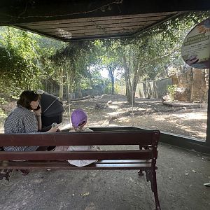 Pygmy hippo exhibit lower viewing