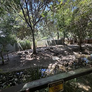 Pygmy hippo exhibit top viewing