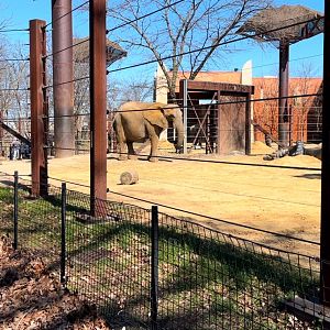 Toledo Zoo Tembo Trail Elephant Exhibit (Bull Yard)