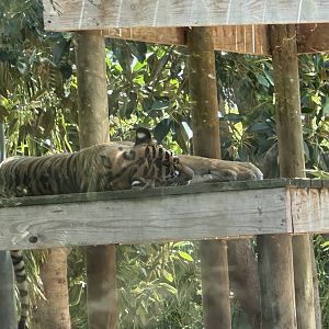 Sleepy Sumatran tiger