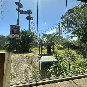Front Orangutang exhibit