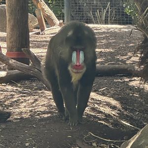 Big Male Mandrill