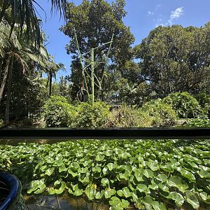 White cheeked gibbon island