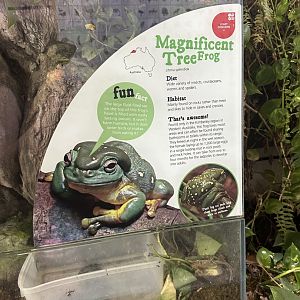 Magnificent tree frog signage