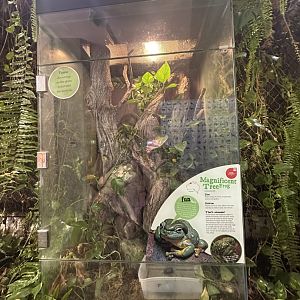 Magnificent tree frog exhibit