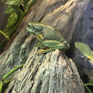 Magnificent tree frog