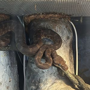 Rough scaled python