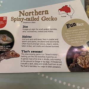 Northern spiny tailed gecko