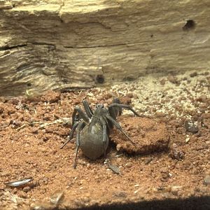 Wolf spider