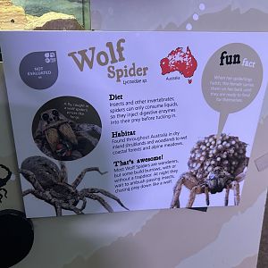 Wolf spider signage