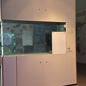 Empty seahorse exhibit