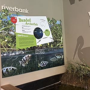 Banded Archer fish signage