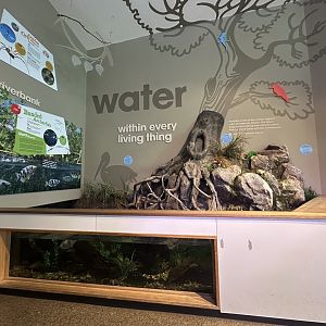 Banded archer fish and orb weaver exhibit