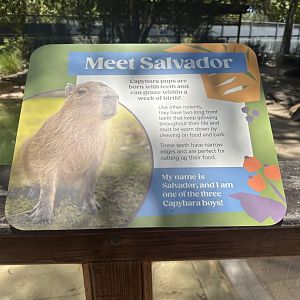 Meet Salvador signage Capybara
