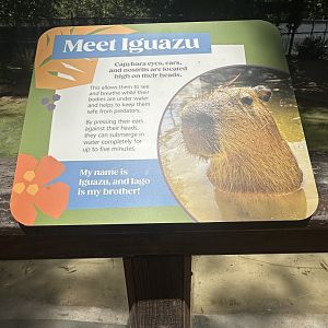 Meet Iguazu signage capybara