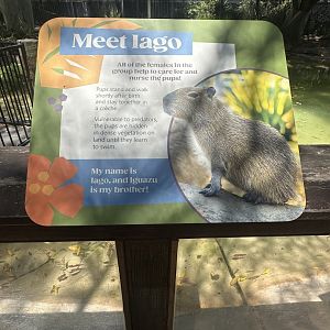 Meet Iago signage capybara