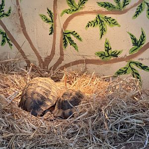Spur thighed tortoises