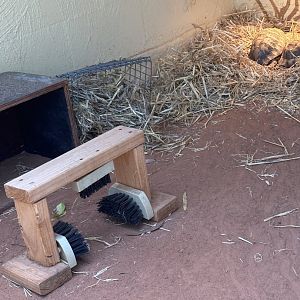 Tortoise scratching station
