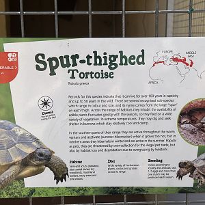 Spur thighed tortoise signage