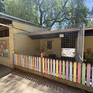 Spur thighed tortoise exhibit