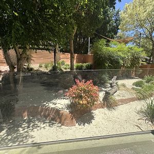 Rhinoceros iguana exhibit